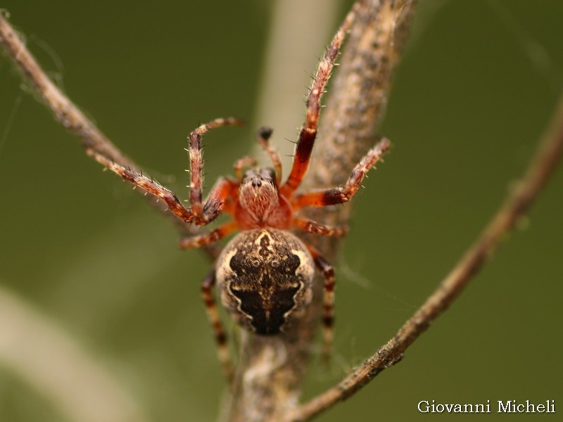 Larinioides  cornutus?
